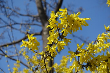 Obraz premium Thin branch of forsythia with yellow flowers against blue sky in mid March
