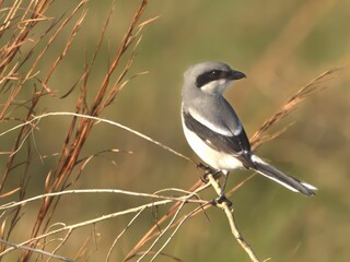 Northern Shrike on a perch