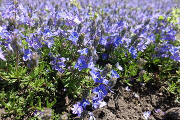 Closeup of violet flowers of Veronica prostrata in mid May