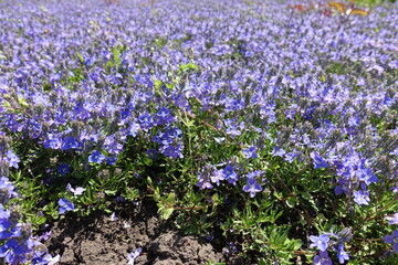 Lots of violet flowers of Veronica prostrata in mid May