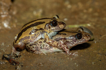 Bubbling kassina, or Senegal running frog (Kassina senegalensis), in amplexus, near a pond on a warm summer's evening, in KwaZulu-Natal, South Africa 