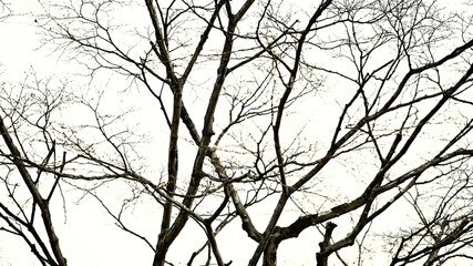 冬枯れした木々