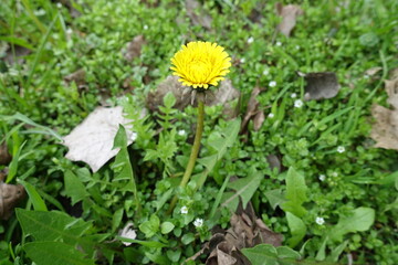 Single yellow flower of dandelion in mid April