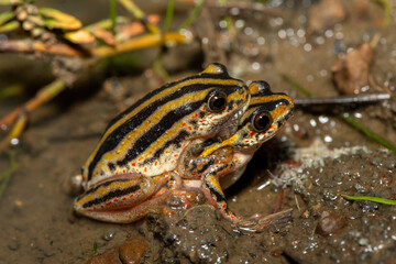 A cute painted reed frog (Hyperolius marmoratus marmoratus), also known as a marbled reed frog, in amplexus