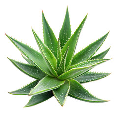 aloe vera with slice isolated on white background.png