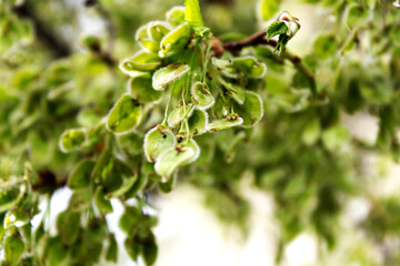 Erwachen der Natur: Die ersten Frühlingsknospen enthüllen das Leben.