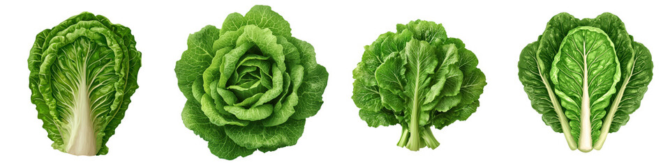 Fototapeta premium A variety of lush vibrant green leafy vegetables including lettuce cabbage and broccoli showcasing their natural beauty and healthy nutrients