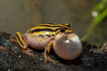 A cute painted reed frog (Hyperolius marmoratus marmoratus), also known as a marbled reed frog, calling at the edge of a pond