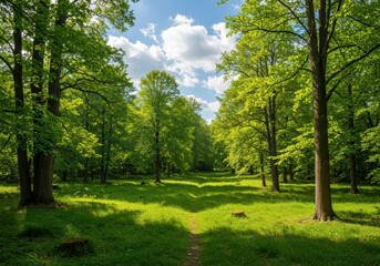 Obraz premium Lush Forest Path: A Serene Woodland Scene