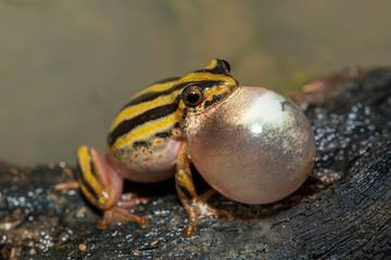 A cute painted reed frog (Hyperolius marmoratus marmoratus), also known as a marbled reed frog, calling at the edge of a pond