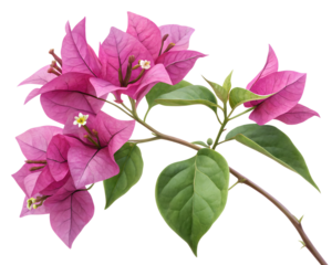 bougainvillea flower isolated on white background png