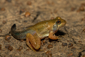 A juvenile Poynton’s river frog (Amietia poyntoni) near a pond on a warm summer's evening in KwaZulu-Natal, South Africa