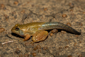 A juvenile Poynton’s river frog (Amietia poyntoni) near a pond on a warm summer's evening in KwaZulu-Natal, South Africa