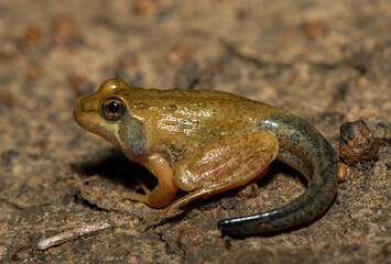 A juvenile Poynton’s river frog (Amietia poyntoni) near a pond on a warm summer's evening in KwaZulu-Natal, South Africa