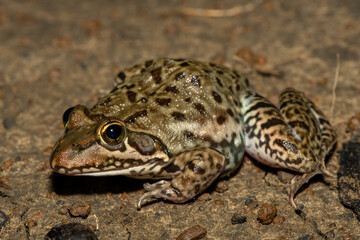 A beautiful Poynton’s river frog (Amietia poyntoni) near a pond on a warm summer's evening in KwaZulu-Natal, South Africa