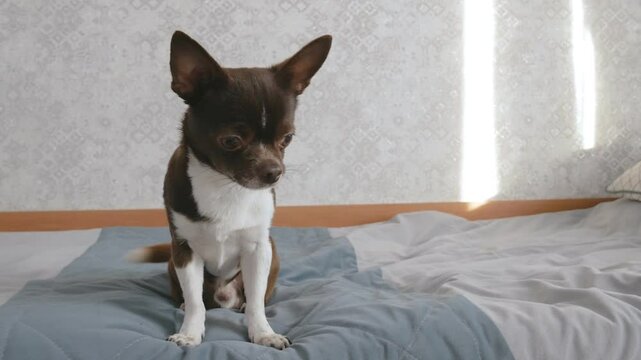 A happy chihuahua dog is sitting on the owner's bed. The pet has climbed onto the bed and is happily wagging its tail