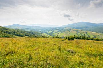 mountain landscape with forest on the hill. alpine valley. grassy countryside pasture of ukraine. warm early autumn weather with cloudy sky. beautiful  view