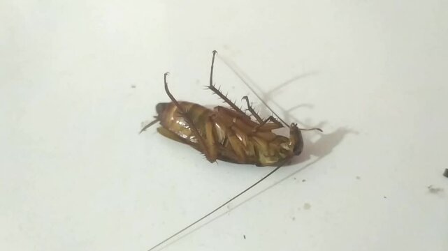 a cockroach lying on a white surface