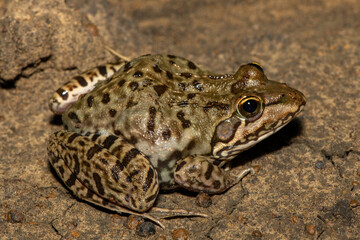 A beautiful Poynton’s river frog (Amietia poyntoni) near a pond on a warm summer's evening in KwaZulu-Natal, South Africa