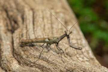 An African stick mantis (Popa spurca), also known as an African twig mantis, displaying its beautiful camouflage on a dead log in KwaZulu-Natal, South Africa