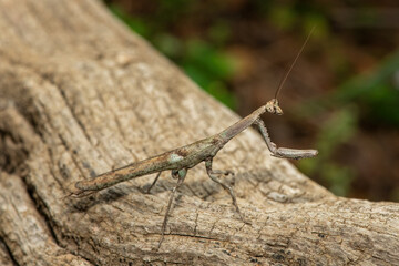 An African stick mantis (Popa spurca), also known as an African twig mantis, displaying its beautiful camouflage on a dead log in KwaZulu-Natal, South Africa