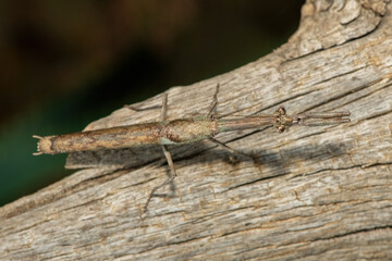 An African stick mantis (Popa spurca), also known as an African twig mantis, displaying its beautiful camouflage on a dead log in KwaZulu-Natal, South Africa