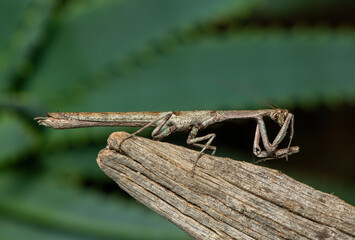 An African stick mantis (Popa spurca), also known as an African twig mantis, displaying its beautiful camouflage on a dead log in KwaZulu-Natal, South Africa