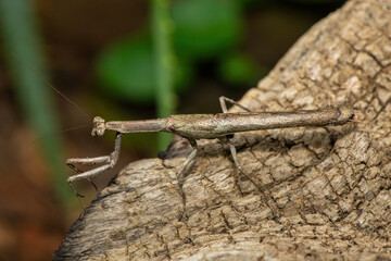 An African stick mantis (Popa spurca), also known as an African twig mantis, displaying its beautiful camouflage on a dead log in KwaZulu-Natal, South Africa