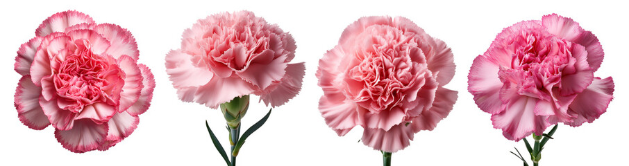 Beautiful pink carnations arranged elegantly in a row, showcasing their delicate petals.