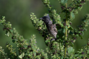 The  beautiful Red vented bulbul perched amidst green foliage. The background is soft and blurred.