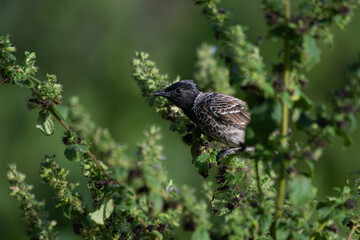 The  beautiful Red vented bulbul perched amidst green foliage. The background is soft and blurred.