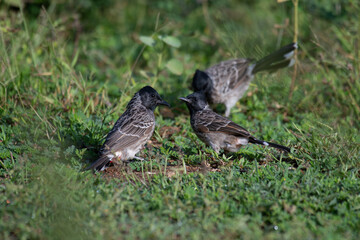 Obraz premium The pair of beautiful Red vented bulbul perched amidst green foliage. The background is soft and blurred.