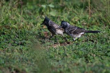 The pair of beautiful Red vented bulbul perched amidst green foliage. The background is soft and blurred.
