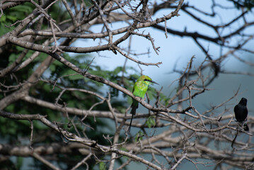 The beautiful green bee eater perched on a tree branch with surrounding branches and blue sky.