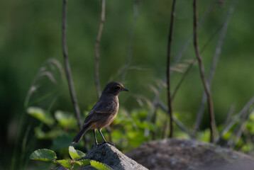 The beautiful Pied bush chat perched atop a rough, gray rock. The background is a soft, blurred mix of green foliage.