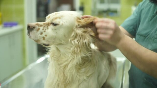 Vet examing English setter dog ear in an animal hospital