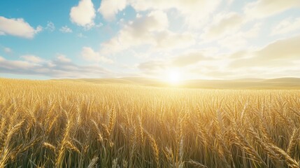 Obraz premium A vast field of golden wheat sways gently in the breeze, illuminated by the soft morning sunlight. The sky features fluffy clouds and a horizon kissed by the day's first light.