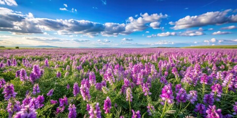 Obraz premium A field with Mongolian milkvetch plants covered in purple flowers and green leaves, set against a clear blue sky with a few white clouds, landscape, wildflowers