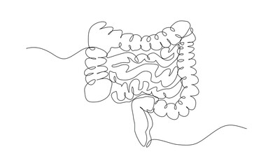 Continuous single line of intestine bowel colon human biology internal organ medical sketch drawing editable stroke vector illustration