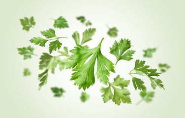 Fresh green parsley leaves in air on light green background