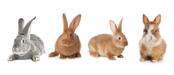 Cute fluffy rabbits isolated on white, set