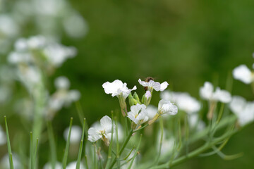 Honeybee on raphanus caudatus (rat-tail radish)