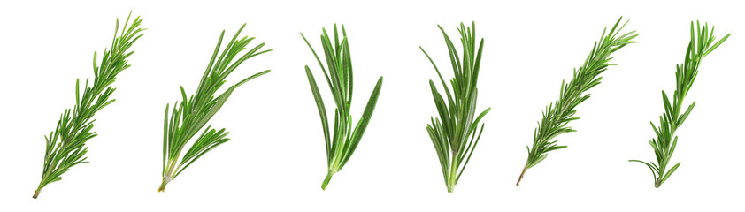 Fresh green rosemary isolated on white, set