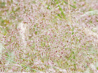 Caution allergy - blade of grass mess