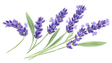 Obraz premium lavender isolated on white background