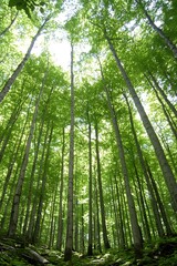 Captivating Lush Forest Canopy Showcasing Serene Green Foliage and Sunlight