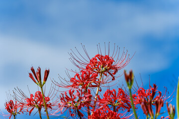 青空に映える彼岸花
