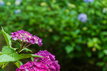 紫陽花と緑豊かな背景