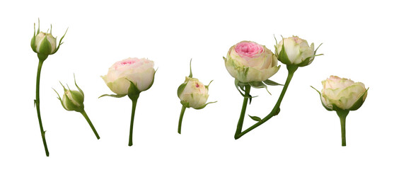 Set of pink and white rose flowers and buds isolated on white or tranparent background