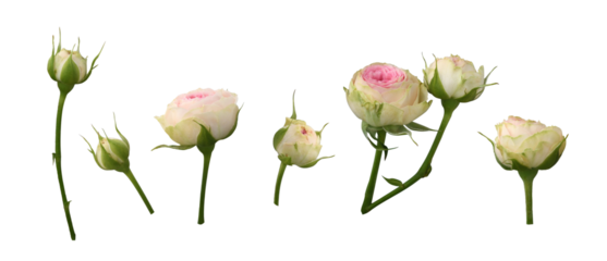 Set of pink and white rose flowers and buds isolated on white or tranparent background